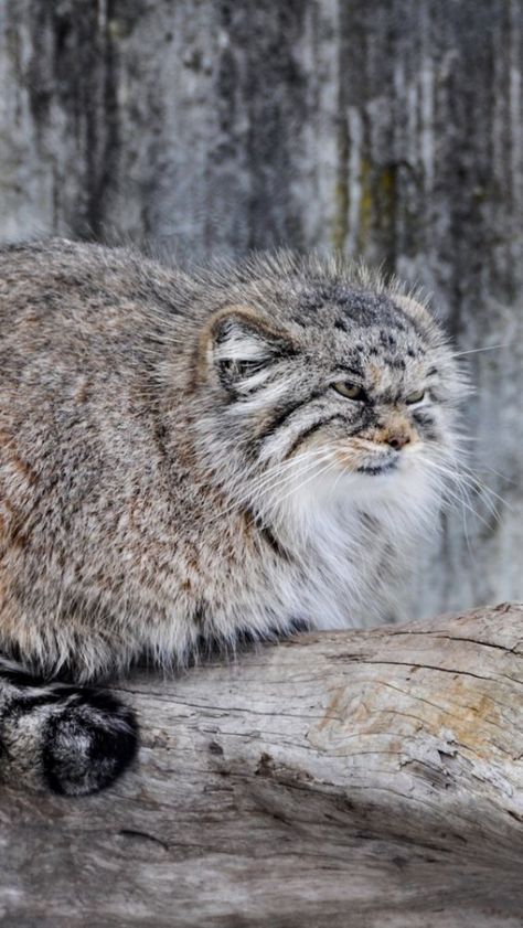 Interesting Facts and Information of Pallas Cat: Explained with 35 Pictures Pallas Cat Wallpaper, Manul Cat, Pallas Cat, Disney Best Friends, Pallas's Cat, Image Cat, Funny Iphone Wallpaper, Feral Cats, Cat Wallpaper