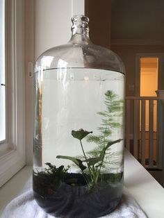 Closed Aquatic Ecosystem Water Terrarium, Terrarium Wedding, Taman Air, Indoor Water Garden, Indoor Ideas, Aquatic Ecosystem, June Bug, Garden Terrarium, Terrarium Plants