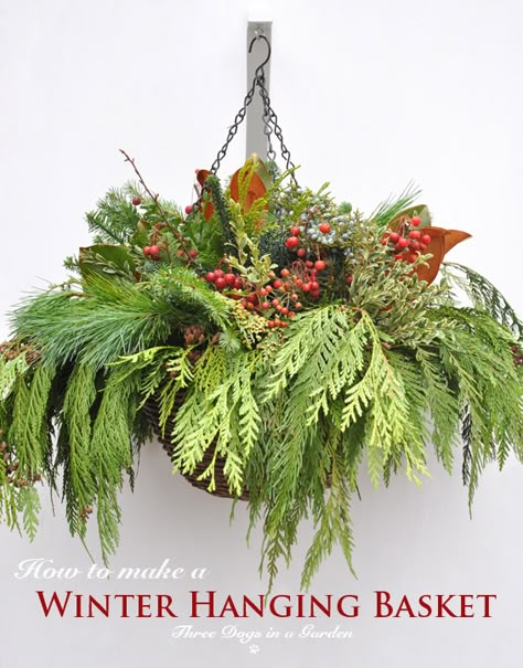 Mum Hanging Baskets, Greenhouse Winter, Winter Hanging Baskets, Christmas Hanging Baskets, Winter Pots, Winter Balcony, Porch Pots, Plastic Hanging Baskets, Christmas Outdoors