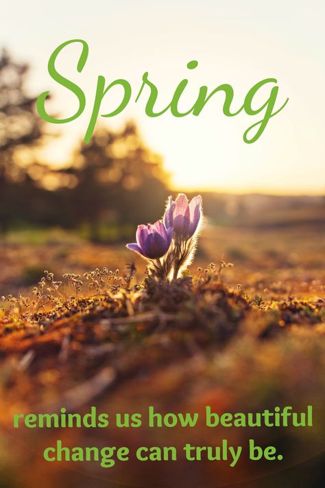 1st Day Of Spring Quotes, Happy 1st Day Of Spring, Encouraging Sayings, Happy Spring Day, 1st Day Of Spring, After Christmas Sales, Season Quotes, Christmas Sales, Spring Quotes