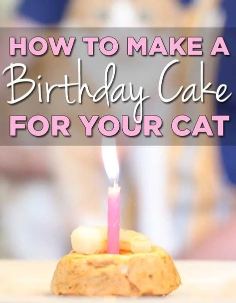 Birthday Cake Cat, Cake Cat, Birthday Cake For Cat, Serval Cats, Cat Ideas, Homemade Cat, A Birthday Cake, Cat Treat Recipes, Cat Cake