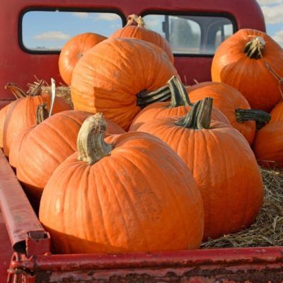 Pumpkin : From Seeds To Harvest - Urban Farmer Seeds Monster Snacks, Fast Growing Vegetables, Types Of Pumpkins, Pumpkin Varieties, The O.c., Planting Pumpkins, Giant Pumpkin, Urban Farmer, Safety Rules