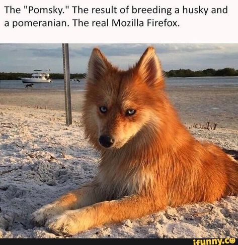 Tap to see the meme Husky Humor, Baby Pomeranian, Pomeranian Husky, Fox Dog, Husky Funny, Cute Animal Memes, Dog Quotes Funny, Husky Mix, Pet Fox