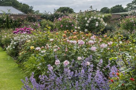 Nature abhors a monoculture and sometimes a flower bed does too. At David Austin Roses in Shropshire, England, a rainbow of colors mix in a flower bed of roses and perennials. Shropshire England, Rose Bed, Rose Garden Landscape, Rose Garden Design, Work Tables, Rainbow Roses, David Austin Roses, David Austin, Public Garden