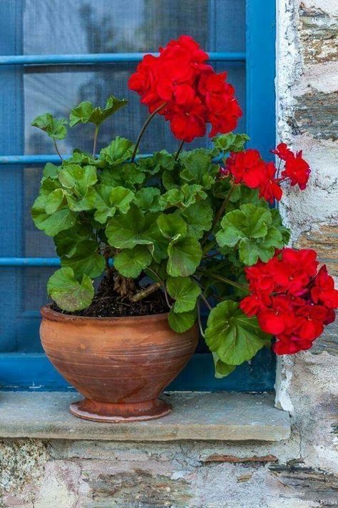 Geraniums Indoors, Geraniums Garden, Potted Geraniums, Balkon Decor, Geranium Flower, Red Geraniums, Container Gardening Vegetables, Container Flowers, Container Plants