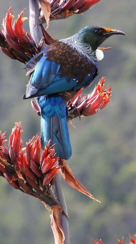 ned the toothpick on Twitter | Tui bird, Beautiful birds, Birds Nz Birds, Tui Bird, New Zealand Birds, New Zealand Art, Kinds Of Birds, Airbrush Art, White Cloud, All Birds, Exotic Birds