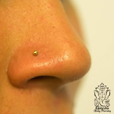 Implant grade titanium Nostril Piercing featuring a 2mm 18k yellow gold ball from @anatometalinc Beautiful, simple, effective. #julianganesha #ganeshabodypiercing #safepiercingkauai #nostrilpiercing... Good Nose Piercing, Nose Piercing Tips, Full Ear Piercings, Affordable Lipstick, Cute Nose Piercings, Nose Piercing Stud, Nostril Piercing, Cute Nose, Gold Nose Stud