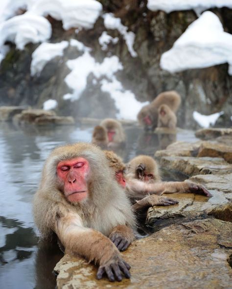 77k Likes, 304 Comments - Discovery (@discovery) on Instagram: “Snow Monkeys in Jigokudani Hot Spring in Nagano, Japan. #monkeyday🐒 Photo: Alexandre Shimoishi…” Japan Snow Monkeys, Snow Monkeys Japan, Moonwalk Dance, Japanese Snow, Animals Reference, Snow Monkeys, Snow Monkey, Nagano Japan, Japan Photography