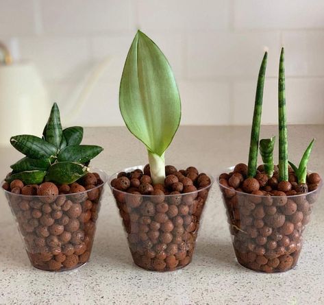 Standing Pot, Technology Website, Hydroponic Farming, Sansevieria Trifasciata, Household Plants, Gothic Garden, Asian Garden, Lemon Coconut, Plant Nutrients