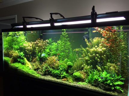 225 standard 6 FT Freshwater Planted Aquarium American Cichlid, Oscar Fish, Fish Tank Design, Tropical Fish Tanks, Aquarium Terrarium, Aquarium Setup, Tropical Aquarium, Nature Aquarium, Salt Water Fish