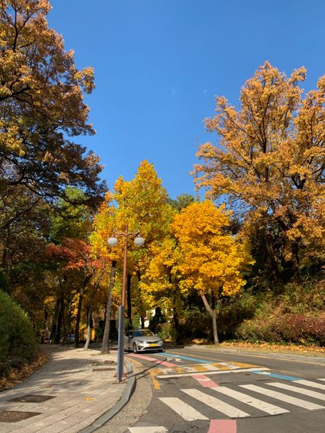 Scenery Korea, Seoul Forest Park, Fall In Seoul, Korea Travel Aesthetic, Seoul Scenery, Korea Scenery, Seoul Nightlife, Seoul Forest, Seoul Aesthetic