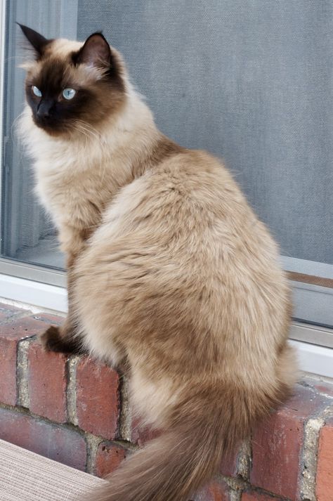 Seal Ragdoll Cat, House Cats, Cat Cleaning, Pinterest Contest, Ragdoll Cat, One Year Old, Cat House, Year Old, Kittens