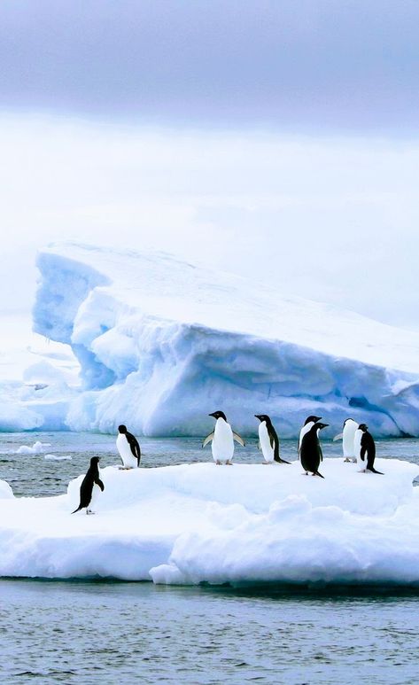 Antarctic Animals, Alaska Winter, Penguin Pictures, Arctic Landscape, Wallpapers Desktop, Winter Watercolor, Iphone Wallpaper Hd Nature, Dream Vacations Destinations, Arctic Ocean