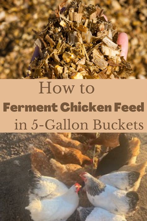 Fermenting your chicken feed is so easy and it there are so many benefits. Not only is it beneficial to your chickens health, it also saves you money on feed. Come read the benefits of fermented feed along with exactly how to do it! All you need is some 5-gallon buckets, chicken feed, and water and you are ready to start! #chickenfeed #fermentedfeed #fermentingchickenfeed Fermented Chicken Food, Layer Feed For Chickens, Chicken Feed Mash, Fermenting Chicken Feed How To Make, Fermented Feed For Chickens, Easy Chicken Waterer Diy, Ferment Chicken Feed, Fermented Chicken Feed Feeder, Fermented Chicken Feed How To Make