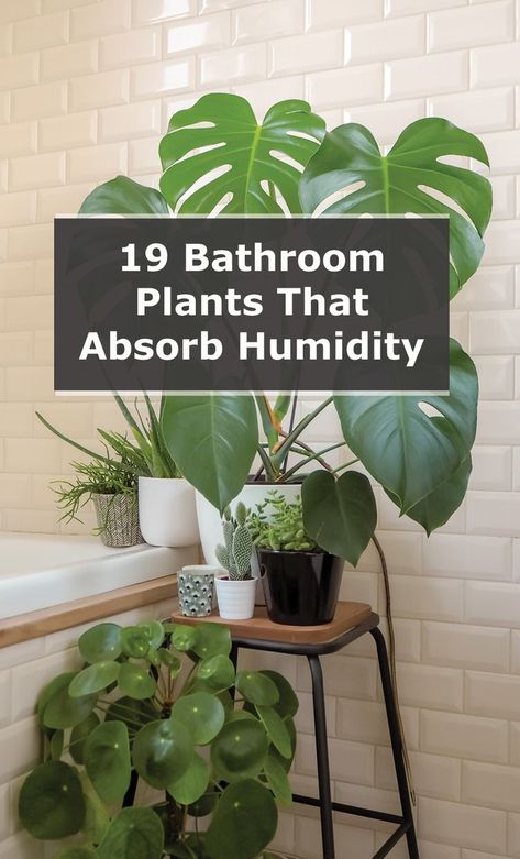 Inside House Plants, Best Bathroom Plants, Tanaman Indoor, Photo Deco, Plant Care Houseplant, Inside Plants, Growing Plants Indoors, Best Indoor Plants, Low Light Plants