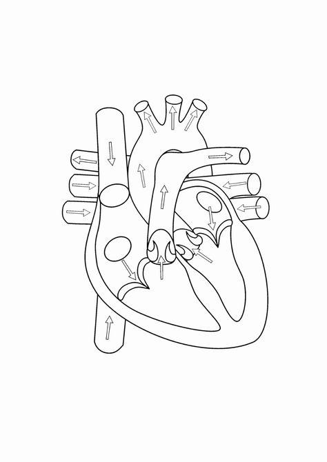 Blank Heart Diagrams Diagram Link - Heart Diagram Drawing Heart Anatomy Drawing, Human Heart Diagram, Anatomical Heart Drawing, Human Heart Drawing, Biology Diagrams, Heart Diagram, Anatomy Coloring Book, مشروعات العلوم, Nurse Study Notes