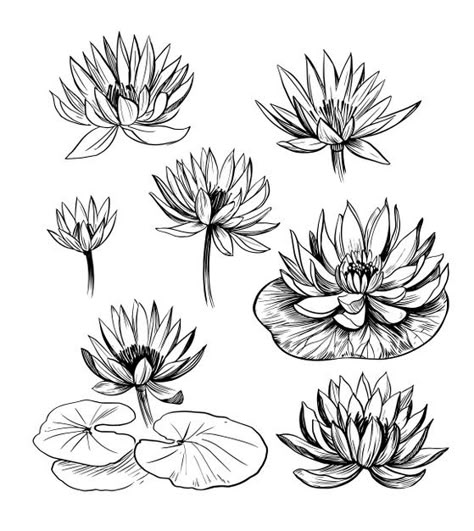 Water Lily Drawing, Stem Drawing, Lotus Flower Drawing, Water Lily Tattoos, Lilies Drawing, Lily Flower Tattoos, Petit Tattoo, Lotus Flower Art, Water Tattoo