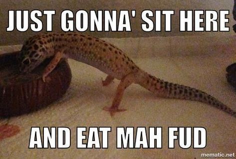 35 Hilarious, Cute, and Funny Animal Pictures for Your Enjoyment   #funnycats #funnyanimals #funnydogs #animalmemes #lol Gecko Memes Hilarious, Leopard Gecko Meme, Funny Reptiles, Pet Gecko, Leopard Gecko Habitat, Gecko Habitat, Funny Lizards, Bearded Dragon Funny, Leopard Geckos