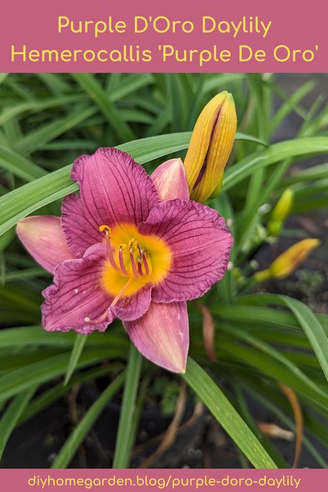 purple d'oro daylily Purple Reign, Vibrant Purple, Perennial Plants, Leaf Shapes, The Purple, Home A, Diy Garden, Perennials, Purple