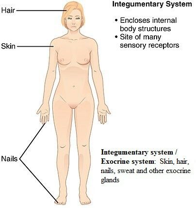 Integumentary System Integumentary System Drawing, Integumentary System Anatomy, Exocrine Gland, Mammary Gland, Integumentary System, How To Regulate Hormones, Organ System, Pulmonary Disease, Parasympathetic Nervous System