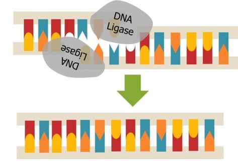 What is the Difference Between DNA Ligase and DNA Polymerase Check more at https://in4arts.com/what-is-the-difference-between-dna-ligase-and-dna-polymerase.html Dna Ligase, Dna Polymerase, Calcium Chloride, Freezer Storage, Water Ice, What Is The Difference Between, Hot Plate, A Bridge, 10 Things