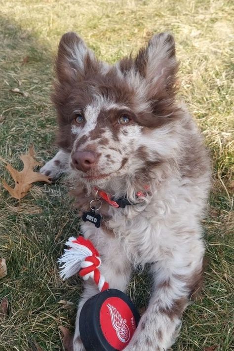 Learn about the Mudi, a rare and unique herding dog breed from Hungary. Discover their history, temperament, and unique | #Mutt_Dog #Rare_Dogs #Unique_Dog_Breeds #Rare_Dog_Breeds Mutt Dog, Rare Dogs, Unique Dog Breeds, Rare Dog Breeds, 강아지 그림, Cute Animals Puppies, Very Cute Dogs, Really Cute Dogs, Pretty Dogs