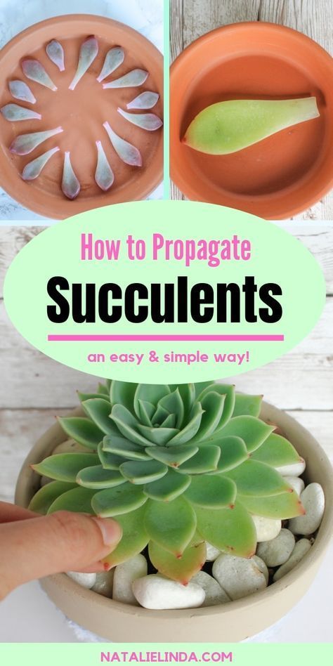 Multiplier Des Plantes Grasses, How To Propagate Succulents, Propagate Succulents From Leaves, Propagate Succulents, Kaktus Dan Sukulen, Baby Succulents, Succulent Collection, Succulent Garden Design, Succulent Garden Diy