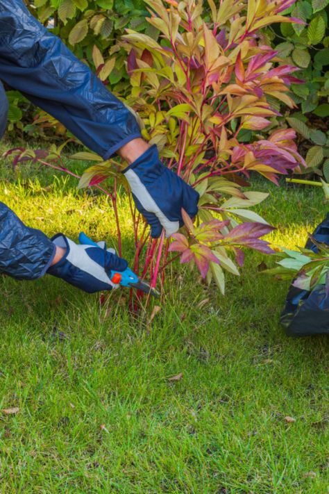 Caring For Peonies In The Fall - How To Cut Back, Divide & Transplant Peony Bushes! Peony Care Fall, Pruning Peonies In Fall, How To Transplant Peonies, When To Cut Back Peonies, Caring For Peonies, Peony Bushes, Peony Bulbs, Row Gardening, Peony Care