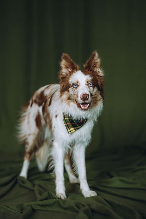 Red Merle Border Collie, Red Border Collie, Dog Coffee, Border Collies, Sporting Dogs, Cute Dogs And Puppies, Shelter Dogs, Service Dogs, Border Collie