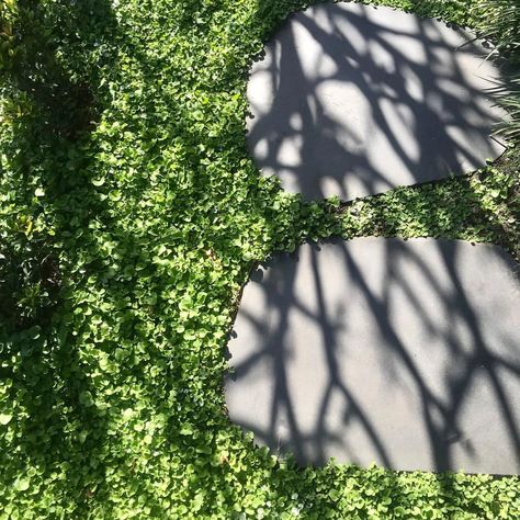 Blue Stone Stepping Stones, Stone Stepping Stones, Dichondra Repens, Concrete Sidewalk, Garden Inspo, Walkway, Blue Stone, First Step, Stepping Stones