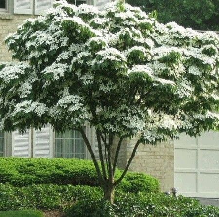 Kousa Dogwood Tree, Kousa Dogwood, Cornus Kousa, Dogwood Blooms, Dogwood Tree, Cascading Flowers, Flowering Tree, Home Yard, Alpine Plants