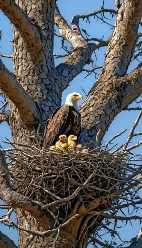 Birds & Nature | Magnificent | Facebook Eagle Images Hd, Usa Flag Wallpaper, Bird Eagle, Eagle Images, Eagle Painting, Eagle Wallpaper, Native American Warrior, Eagle Pictures, Nature 3d