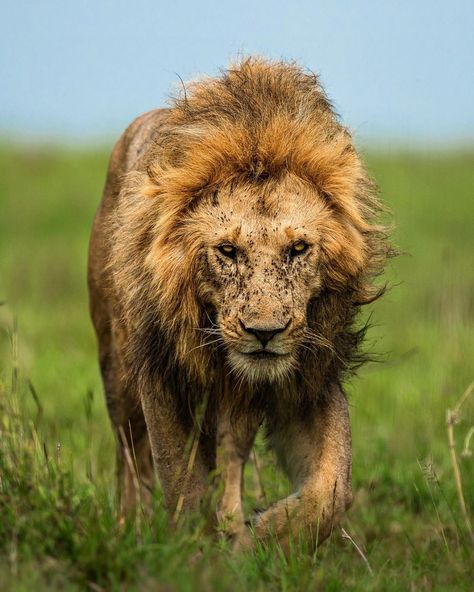 Rock Boy, Photos Animals, Rock Boys, Maasai Mara, Wild Animals Photos, Lion Photography, Lions Photos, Wild Animals Pictures, Animals Photos