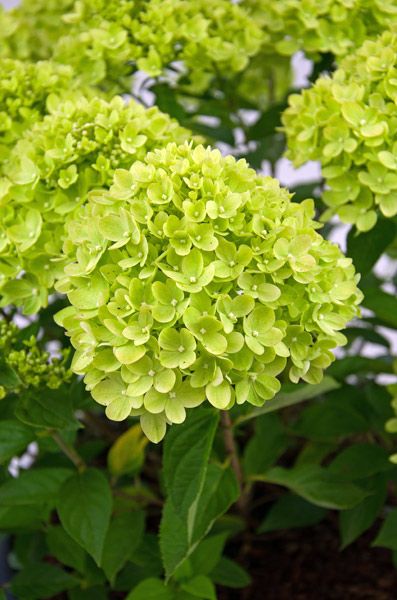 Hydrangea paniculata Little Lime ('Jane') (PBR) - It may be half the size of its sibling 'Limelight', but this fab new hydrangea still packs pretty good punch. Hydrangea Seeds, Tattoo Plant, Hydrangea Paniculata, Green Hydrangea, Planting Hydrangeas, Garden Shrubs, Have Inspiration, Colorful Plants, Garden Care