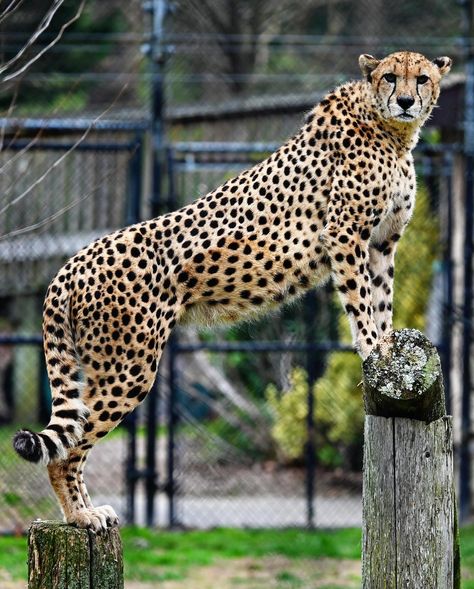 Pretty happy with some of the shots I got today at the zoo, and of course, it always fills my cup to spend time outside with animals. I definitely have to go back there again soon and for longer! Spend Time Outside, I Cup, The Zoo, Of Course, Always Be, The Outsiders, Animals, Photography, Quick Saves