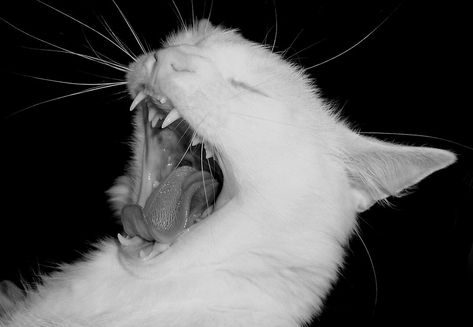 A white cat, a professional yawner. Cat Yelling, Cats Biting, Rei Core, Cat Yowling, Hissing Cat, Animal Poses, Emo Emo, Cat Yawning, Cat Biting