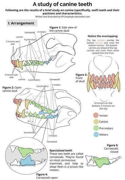 Animal Skull Drawing, Canine Skull, Teeth Drawing, Dog Skull, Canine Tooth, Canine Drawing, Wolf Skull, Teeth Art, Mouth Drawing