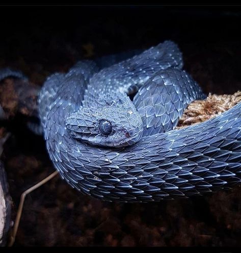 African Bush Viper, Bush Viper, Pit Vipers, Viper Snake, Pretty Snakes, Dream Pet, Blue Snake, Oc Inspiration, Cute Reptiles