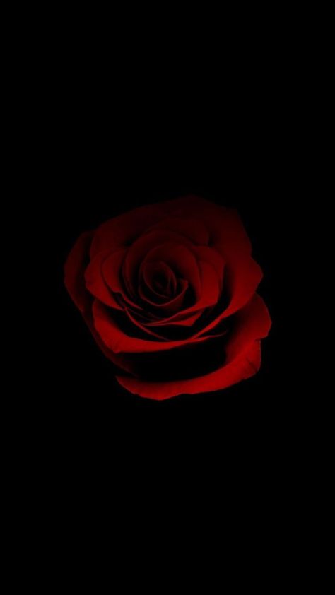 Wallpaper Of Roses, Red Rose In Black Background, Black And Red Roses Wallpaper, Red And Black Roses Aesthetic, Red Rose Wallpaper Iphone, Black Wallpaper Rose, Flower With Black Background Wallpaper, Black And Red Pictures, Flower Wallpaper Black Backgrounds