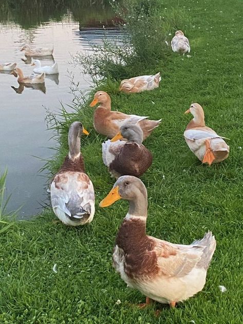 Duck Aesthetic, Duck Photography, Farm Dream, Kevin James, Pet Ducks, Animals Photography, Cottage In The Woods, Animal Sanctuary, Hobby Farms