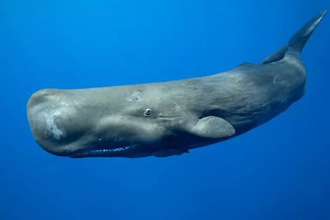 Sperm Whale Facts (Cachalot) Beaked Whale, Whale Facts, Fin Whale, Baleen Whales, Ocean Ecosystem, Deepwater Horizon, Whale Stuffed Animal, Gray Whale, Sperm Whale