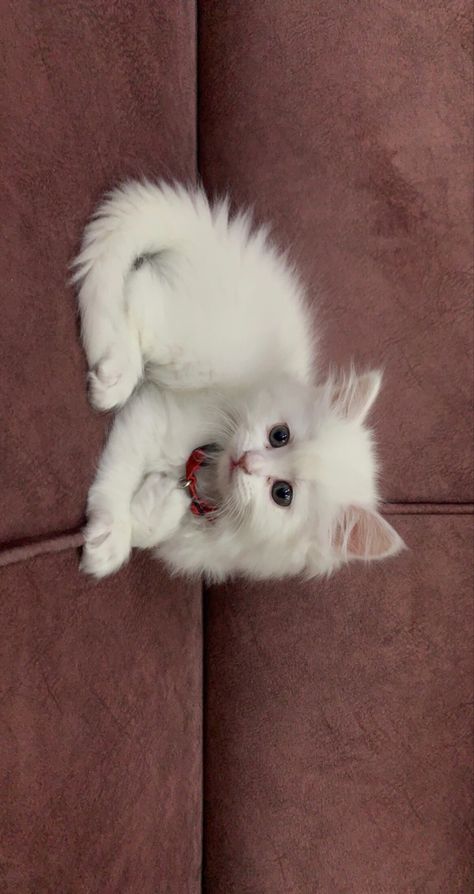 White Persian Kittens, Cute Cat Costumes, Turkish Angora Cat, Persian Cats, Cat Cuddle, Silly Cats Pictures, Cute Cats Photos, Baby Kittens, Persian Cat