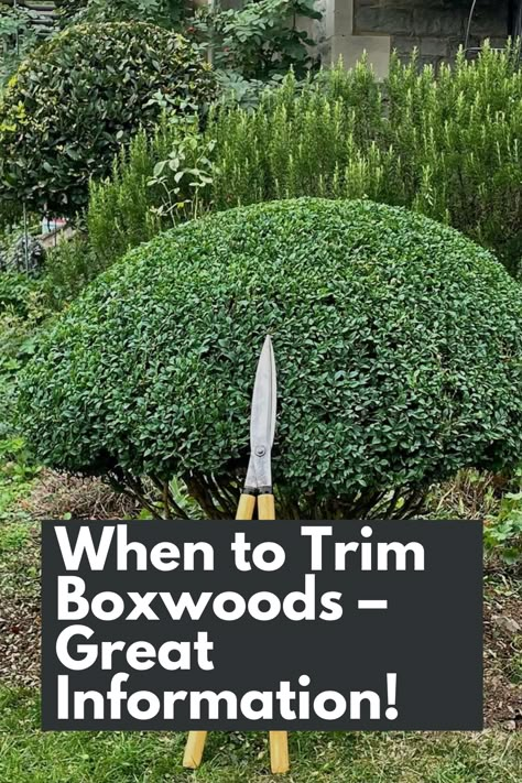 Trim Your Boxwoods Like a Pro: Get Great Information on When to Trim Boxwoods for Optimal Growth and Shape. Timing is key when it comes to pruning your Boxwoods, and we're here to provide you with all the details. Learn about the best time of year to trim, considering factors like plant health and growth patterns. Discover the benefits of strategic pruning, from promoting denser foliage to maintaining a tidy appearance. IG Photo by: mcbeacham_ldscpgardener Pencil Boxwood Landscaping, Boxwood Pathway, Types Of Boxwood Shrubs, Boxwood Landscaping Ideas, When To Trim Boxwoods Shrubs, Trim Bushes Shape, Trim Boxwood Shrubs, Trimming Boxwood Shrubs, Pruning Boxwood Shrubs