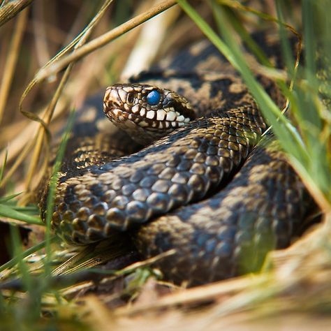 Snake in the Grass Snakes In The Grass, Snake In The Grass, Steve Miller, Reference Pictures, Concept Art Drawing, Summer 24, The Grass, Wonderful Things