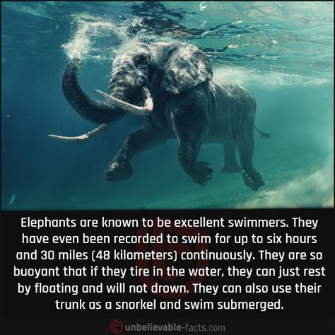 Elephant Facts, So Random, Fun Facts About Animals, Cool Science Facts, Bizarre Facts, Unbelievable Facts, Garcinia Cambogia, Under Water, Animal Facts