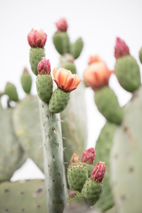 Prickly Pear Photography, Prickly Pear Cactus Tattoo, Cactus Photoshoot, Cactus Inspiration, Prickly Pear Flowers, Cactus Photography, Cactus Poster, Blooming Cactus, Pear Cactus