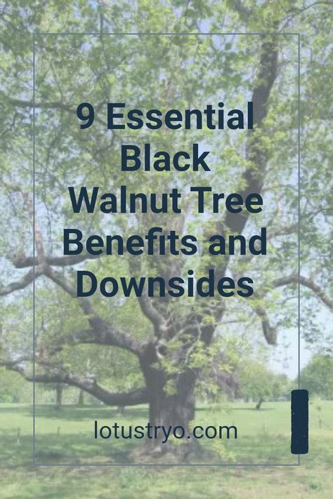 Considering planting a black walnut tree? Check out these 9 essential pros and cons to weigh before adding this beautiful tree to your yard. Black walnut trees are known for their nuts, stunning wood, and aesthetics. However, they also have their downsides, such as potential toxicity to other plants and maintenance requirements. This guide covers each aspect, helping you choose wisely whether to grow black walnut in your garden or landscape. Black Walnut Tree, Fall Clean Up, English Walnut, Walnut Tree, Black Walnut Wood, Tree Nuts, Choose Wisely, Black Walnuts, Black Walnut