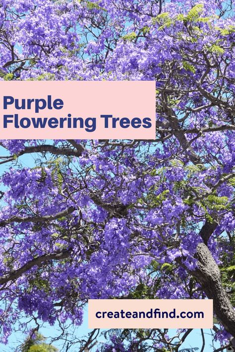 Tree With Purple Flowers, Purple Flower Tree, Vitex Tree, Eastern Redbud Tree, Purple Flowering Tree, Crepe Myrtle Trees, Green Giant Arborvitae, Spring Flowering Trees, Raised Bed Gardens