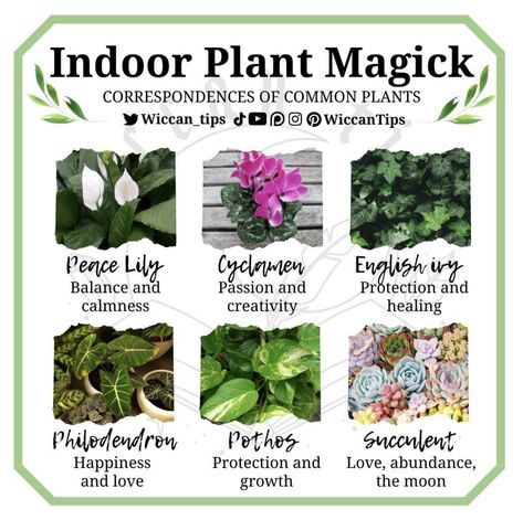 Green Witch House Plants, Hoodoo Witch, Herbs Witch, Plant Magick, Plant Knowledge, Witch School, Healing Crystals For You, Witch Herbs, Medical Herbs