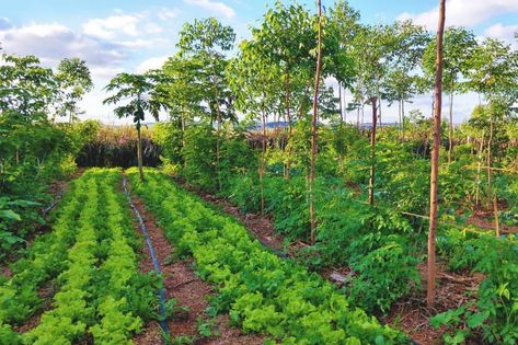 Regenerative Agriculture: What Is It and How to Use It in Your Garden Permaculture Farming, Forest Gardens, Commercial Farming, Diy Greenhouse Plans, Regenerative Agriculture, Farm Plans, Save Trees, Food Forest, Forest Garden